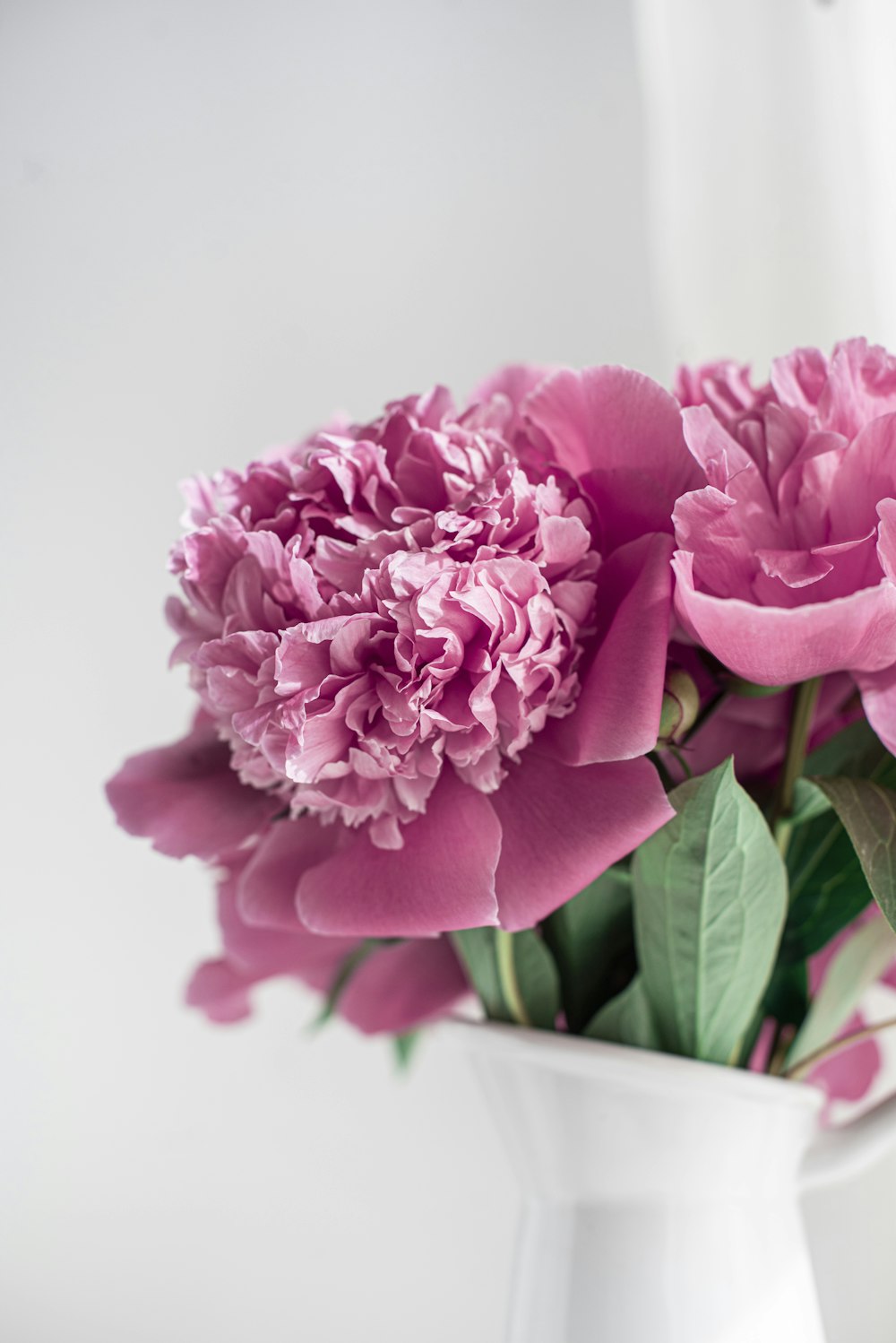 pink roses in white vase