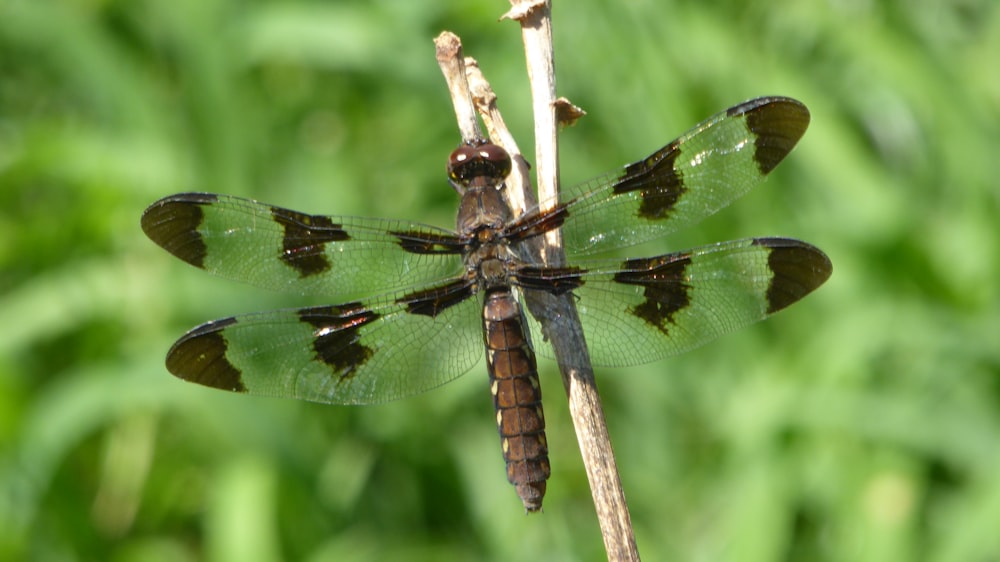 blue and black dragonfly perched on brown stick in close up photography during daytime