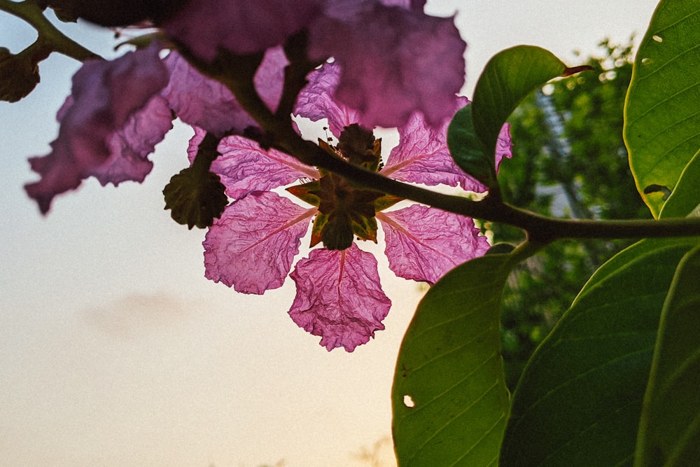 purple flower with green leaves