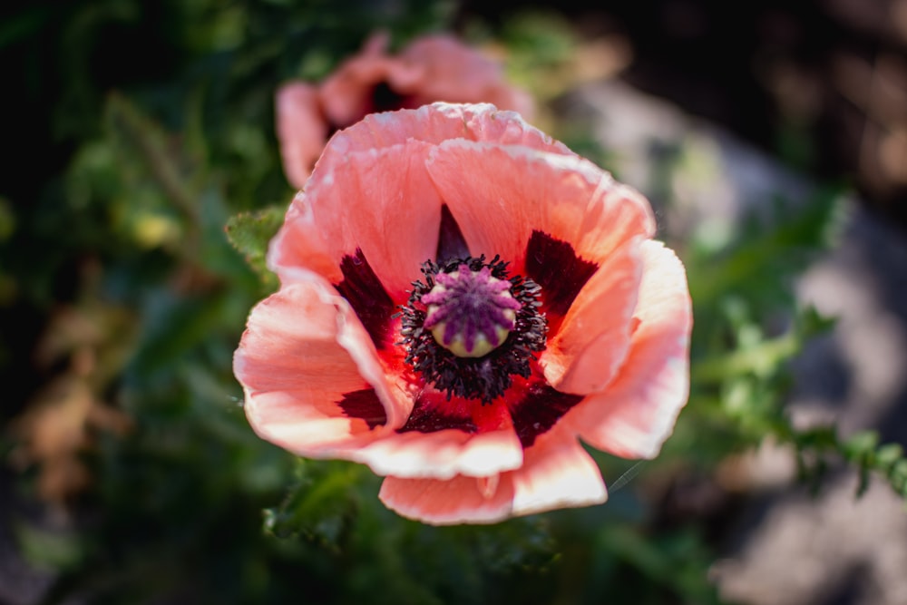 pink and yellow flower in tilt shift lens