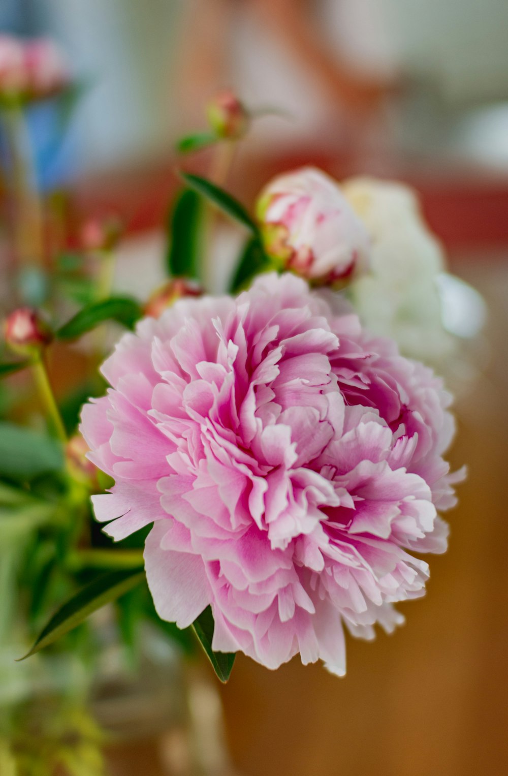 pink and white flower in tilt shift lens