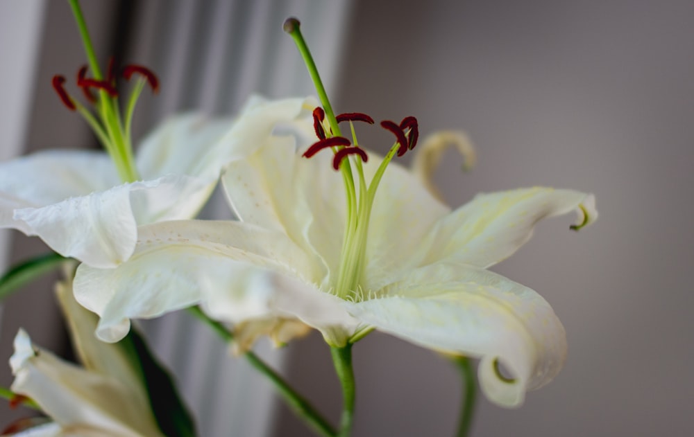 white lily in bloom close up photo