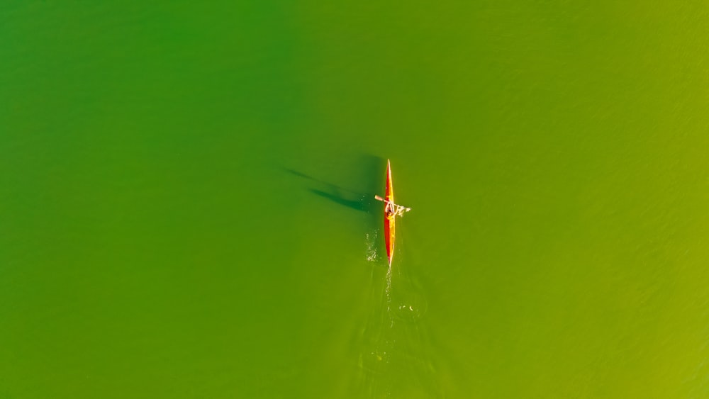 red and white dragonfly on green surface