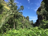 A lush, tropical landscape with abundant palm trees and verdant greenery under a clear blue sky. The scene is framed by rocky cliffs and a variety of plants, creating a dense and thriving natural environment.
