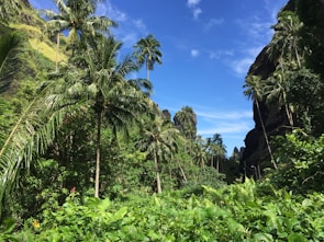 A lush, tropical landscape with abundant palm trees and verdant greenery under a clear blue sky. The scene is framed by rocky cliffs and a variety of plants, creating a dense and thriving natural environment.