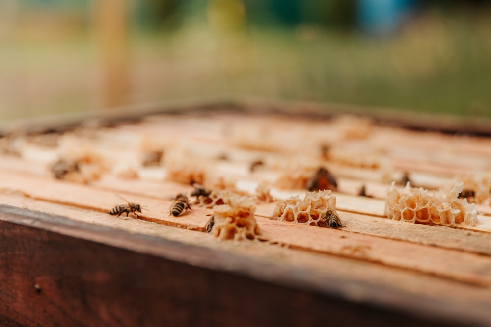 brown and black bee on brown wooden board