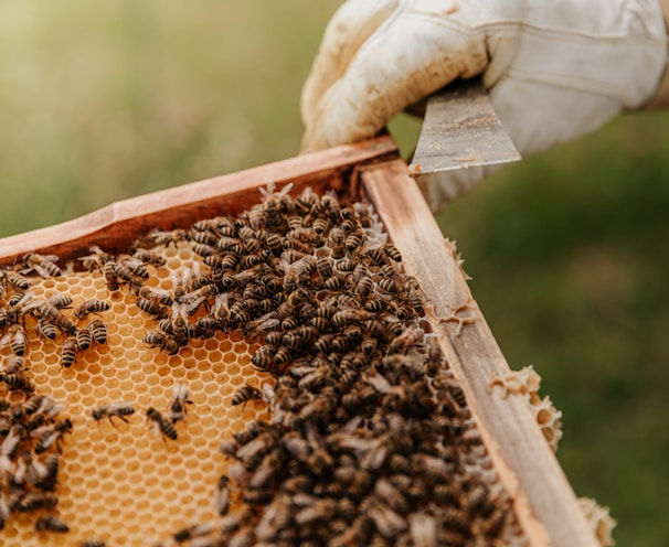 curso online de apicultura