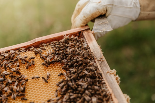 Besuch des Bienenlehrpfads