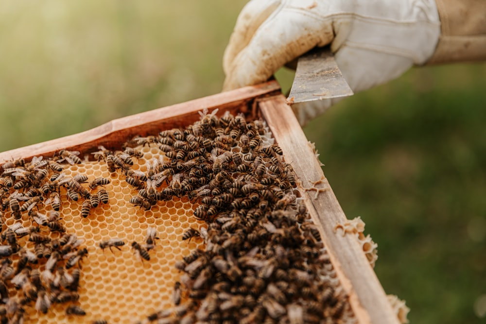 abeille brune et noire sur bâton en bois brun