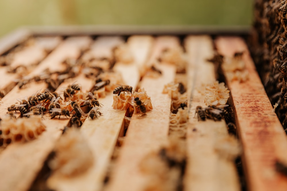 abeja marrón y negra sobre tablero de madera marrón