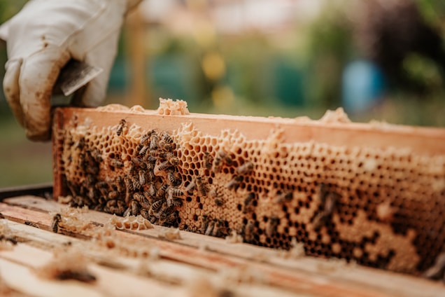 Artisan hands carefully harvesting honeycombs in a sunlit Moroccan orchard.