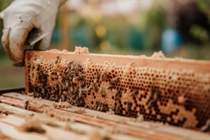 A person's gloved hand holding a wooden frame filled with honeycomb. Numerous bees are visible on the honeycomb, engaged in their activities. The background is slightly blurred with hints of greenery and outdoor surroundings.