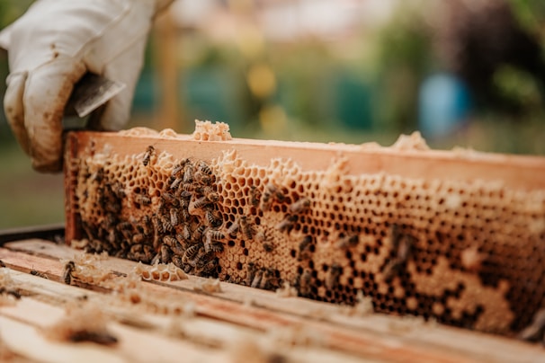 Hands gently tending to a wooden beehive in a sunlit meadow