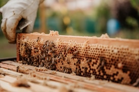 A person's gloved hand holding a wooden frame filled with honeycomb. Numerous bees are visible on the honeycomb, engaged in their activities. The background is slightly blurred with hints of greenery and outdoor surroundings.