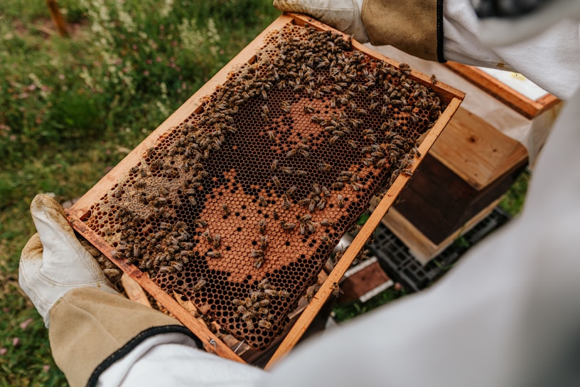 A beekeeper wearing protective clothing holds a wooden frame covered in honey bees, which is part of a beehive. The frame is filled with honeycomb cells, some of which are occupied by bees. In the background, there is grass and parts of the beekeeping equipment are visible.