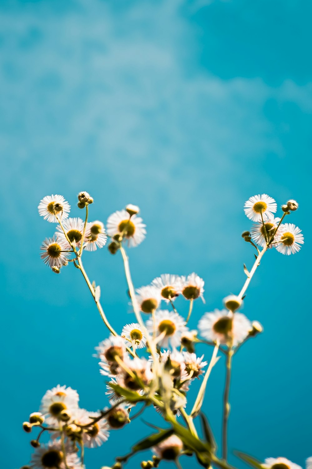 white flowers under blue sky during daytime