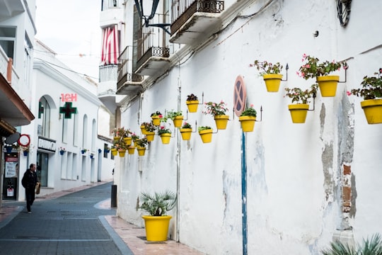 yellow and green flower pots on white wall in Málaga Spain