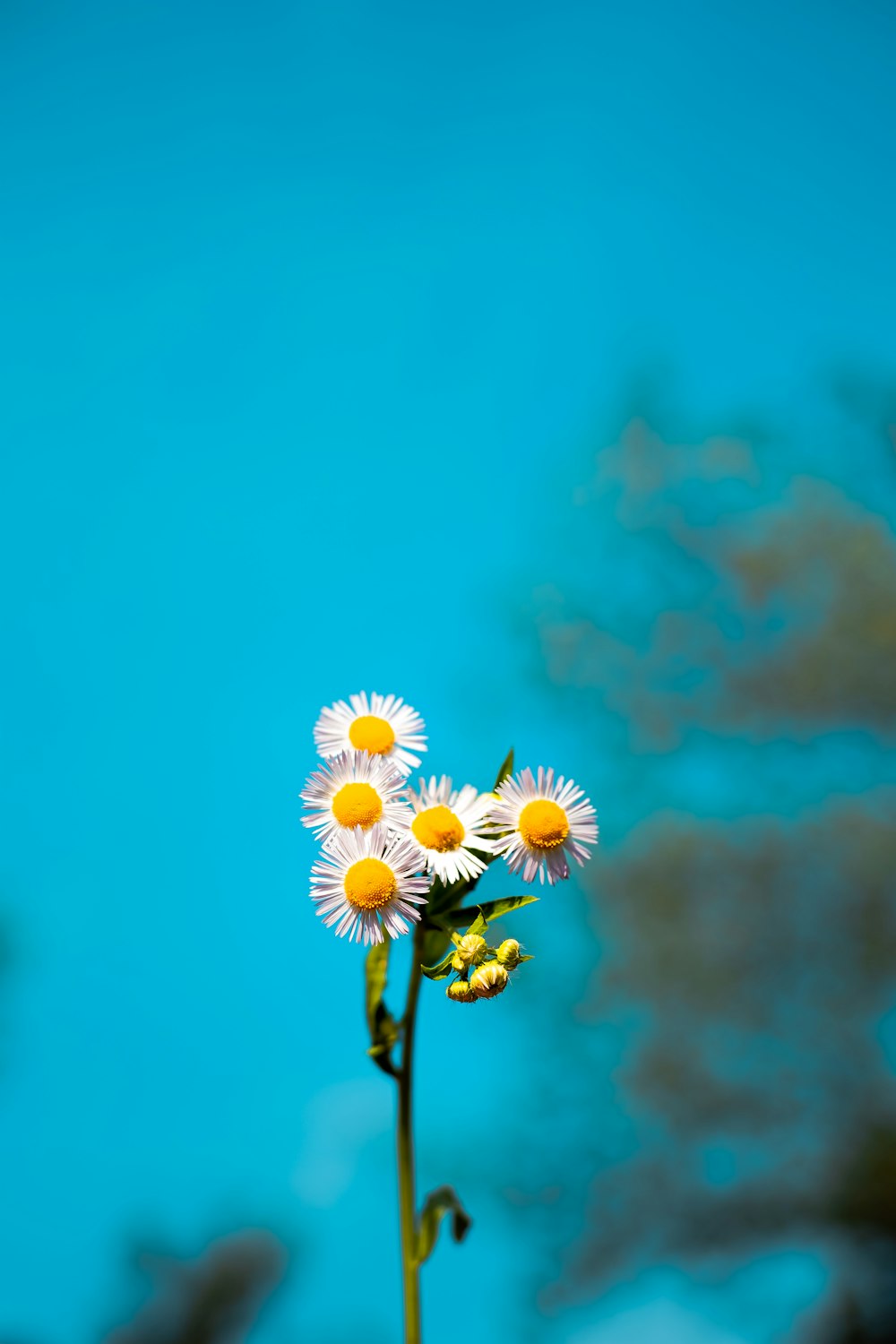 青空に浮かぶ白と黄色のデイジーの花