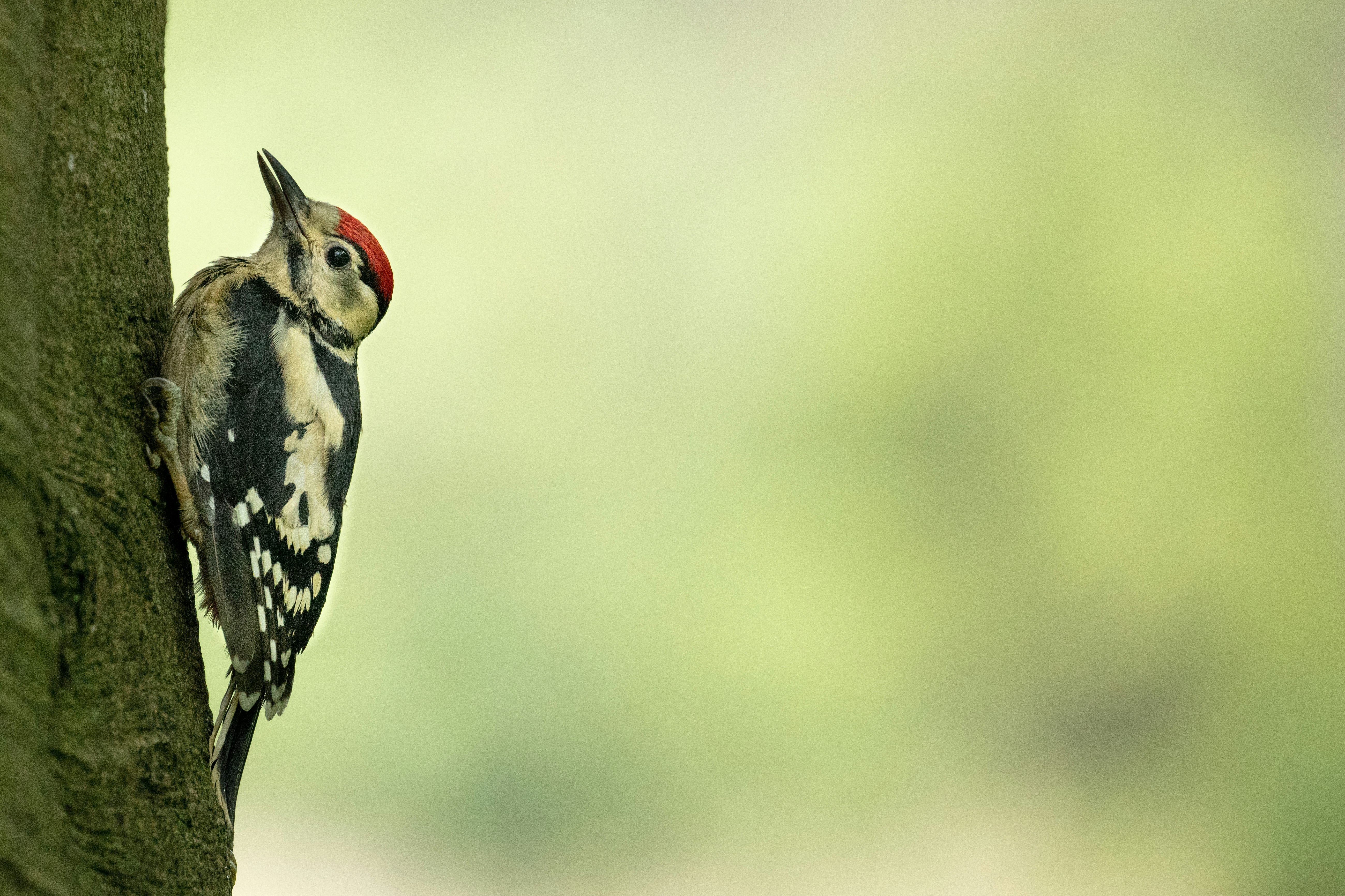 black white and yellow bird