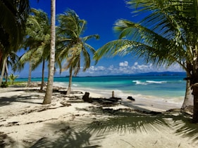 people on beach during daytime
