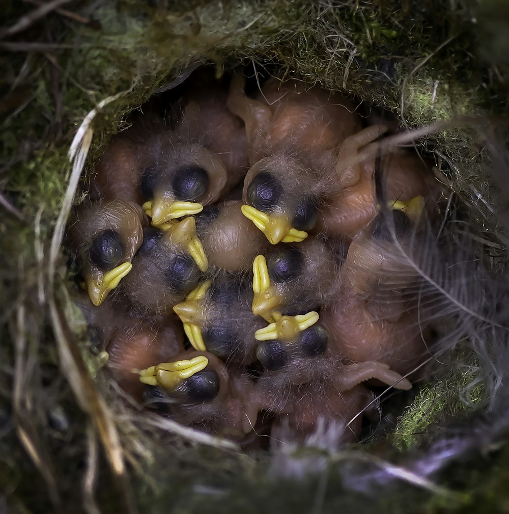 brown and yellow bird on nest