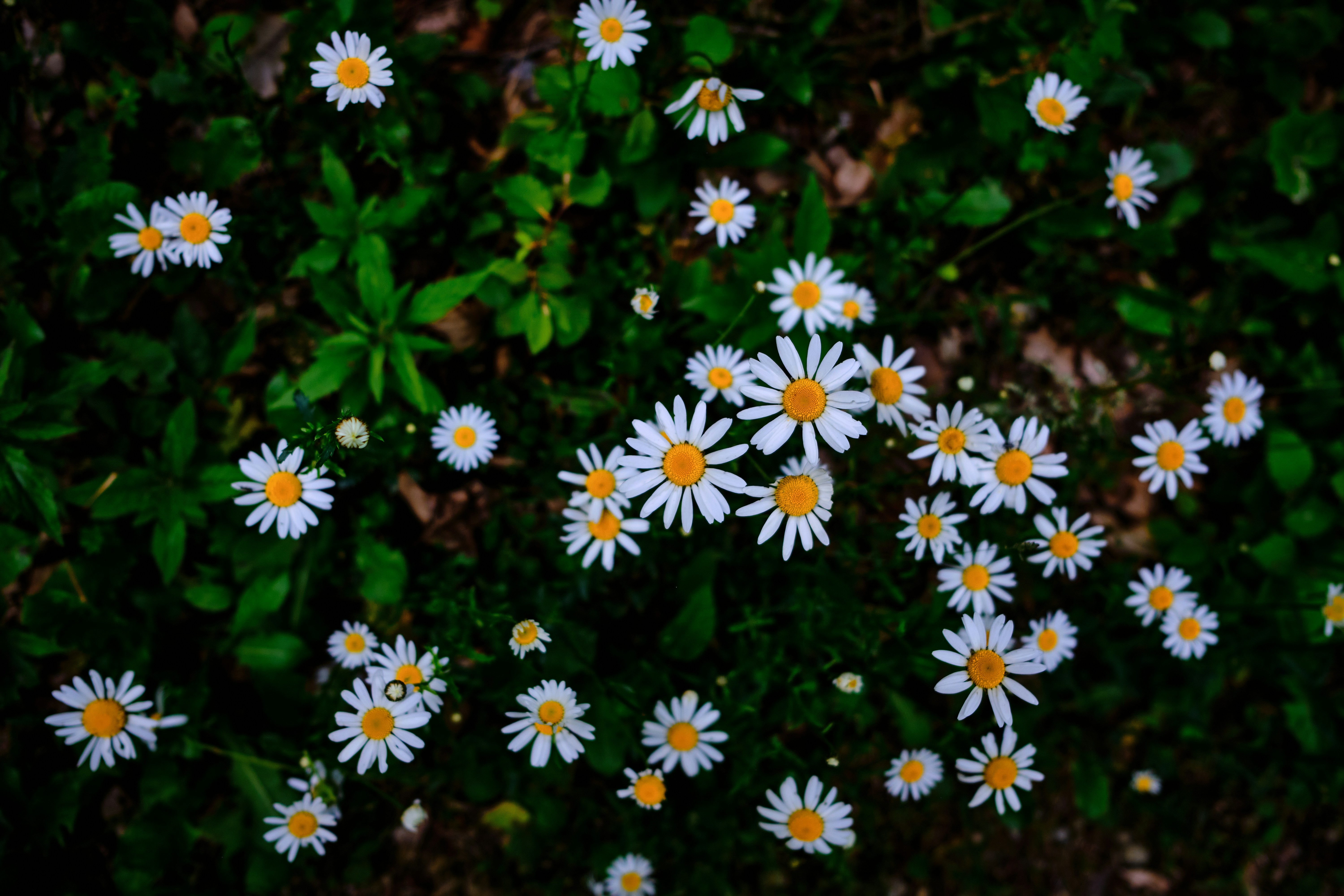 Photo by kristjankotar