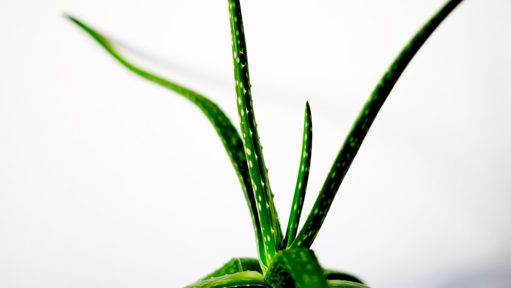 green plant in close up photography