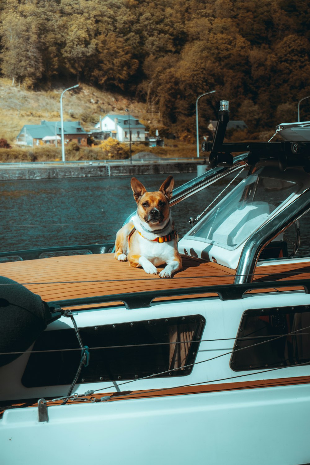 Perro de pelaje corto blanco y marrón sentado en un muelle de madera marrón durante el día