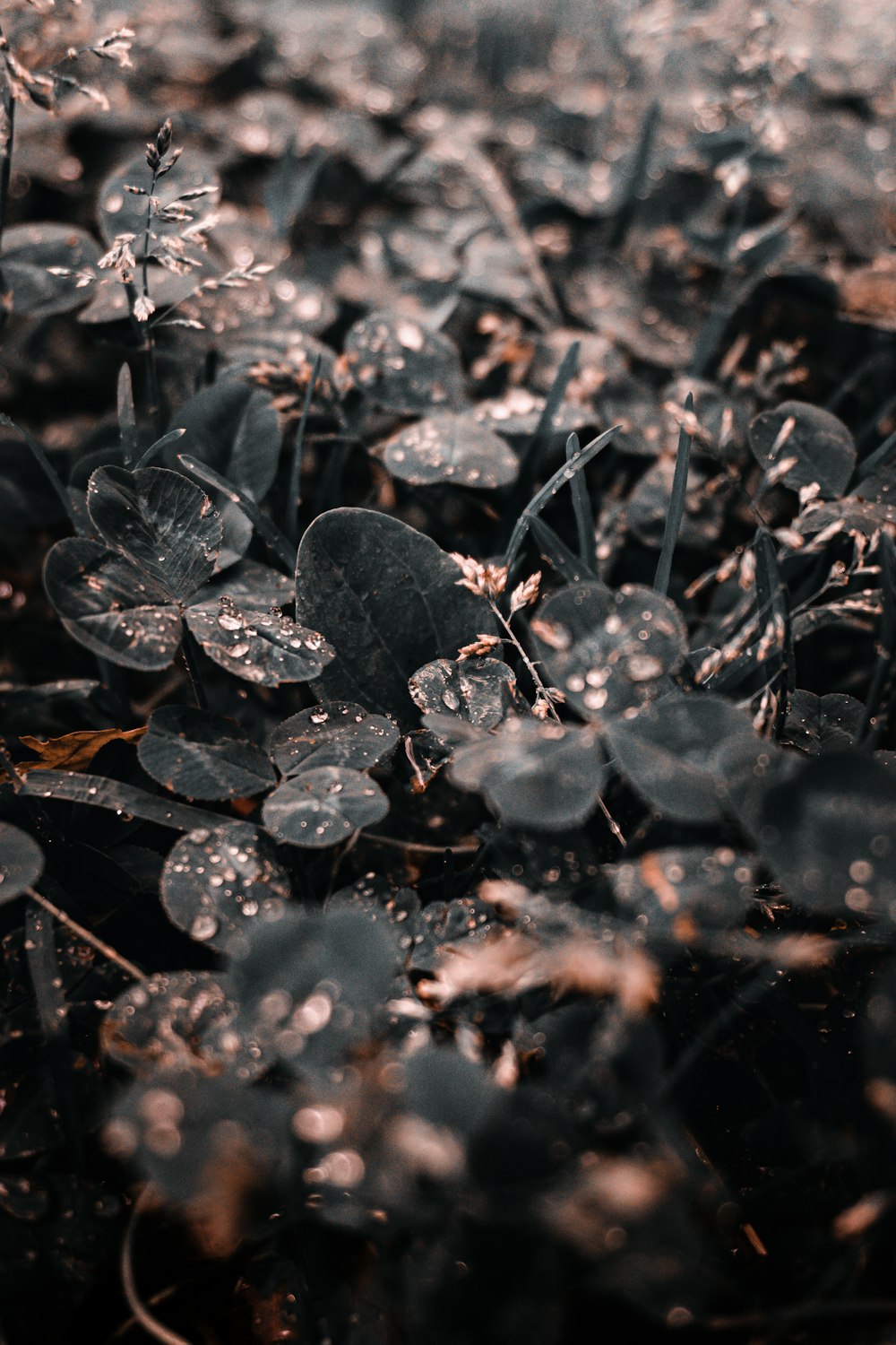 black and brown leaves on ground