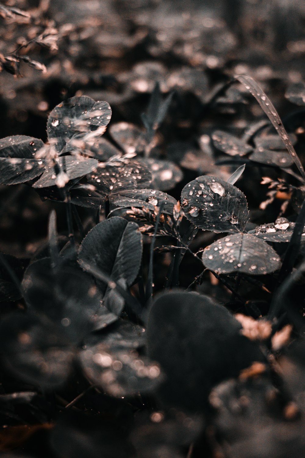 blue flower buds in tilt shift lens