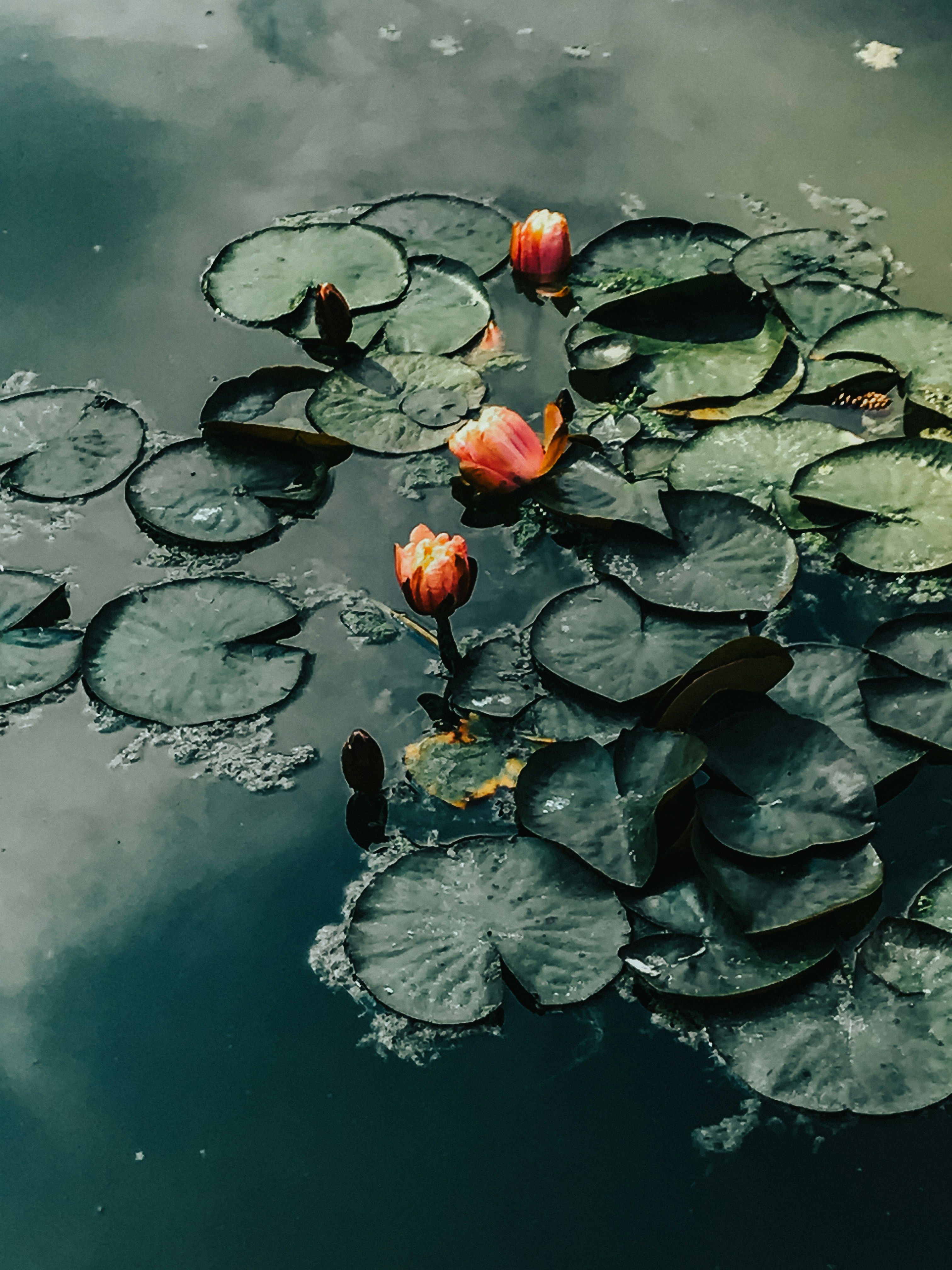 feuilles rouges et vertes sur l’eau