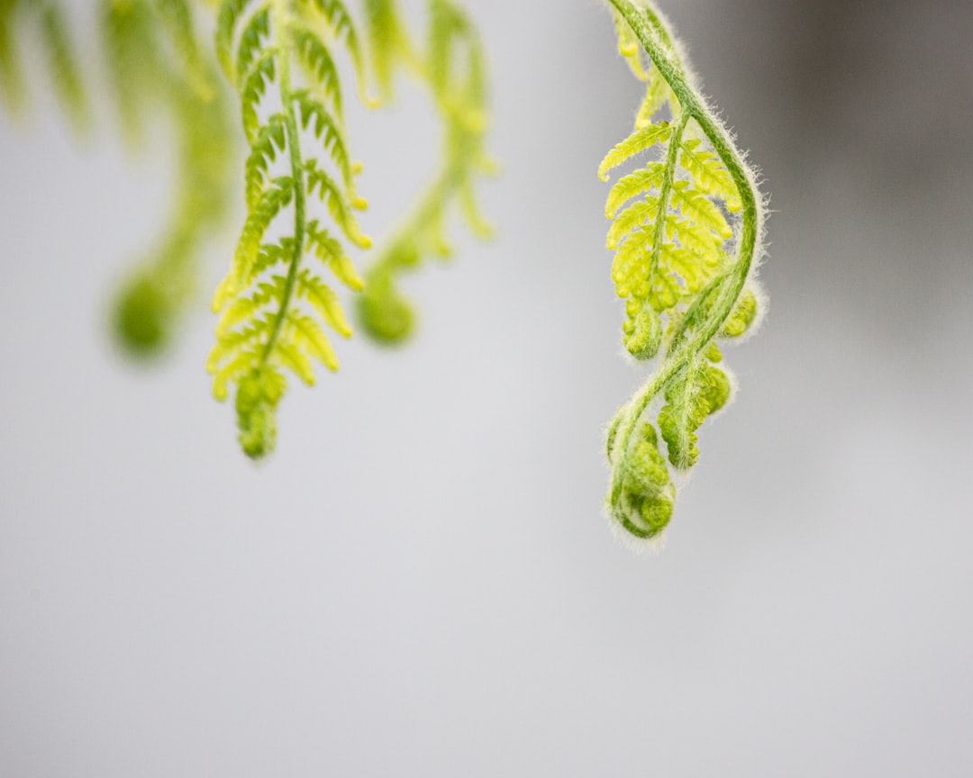 green leaf in close up photography