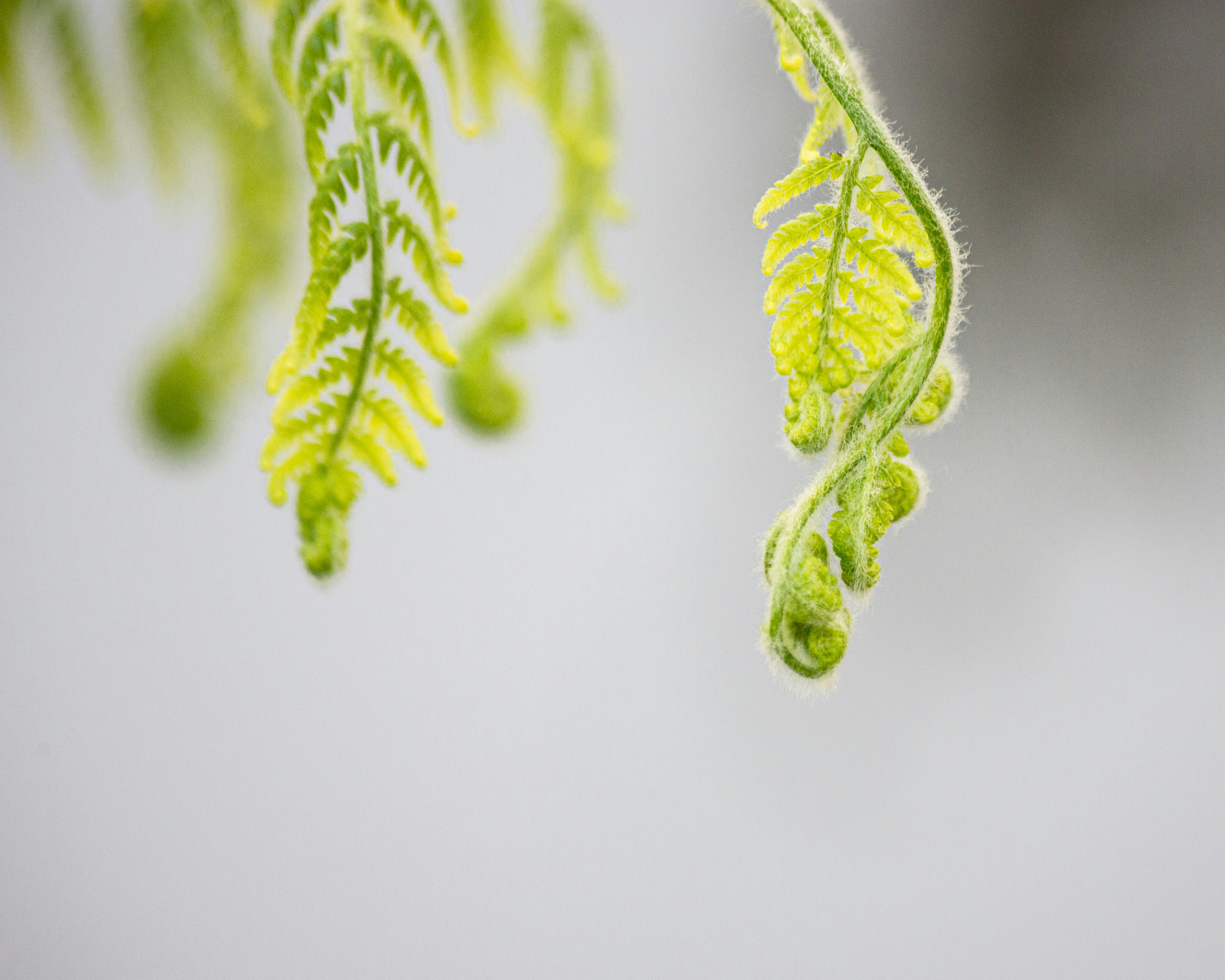 green leaf in close up photography