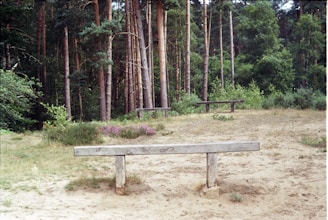 brown wooden picnic table surrounded by trees during daytime