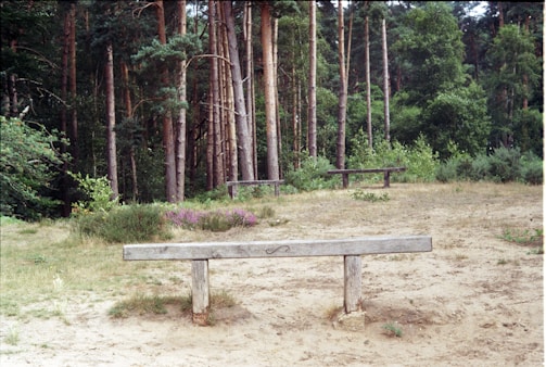 brown wooden picnic table surrounded by trees during daytime