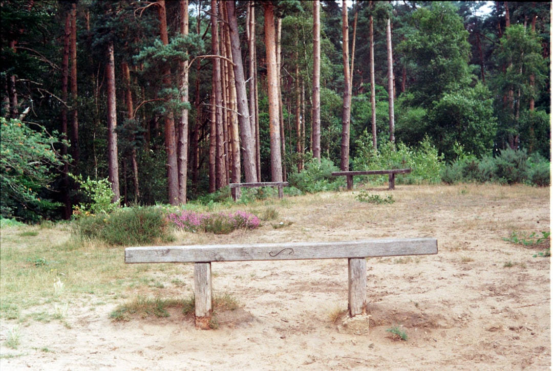 brown wooden picnic table surrounded by trees during daytime