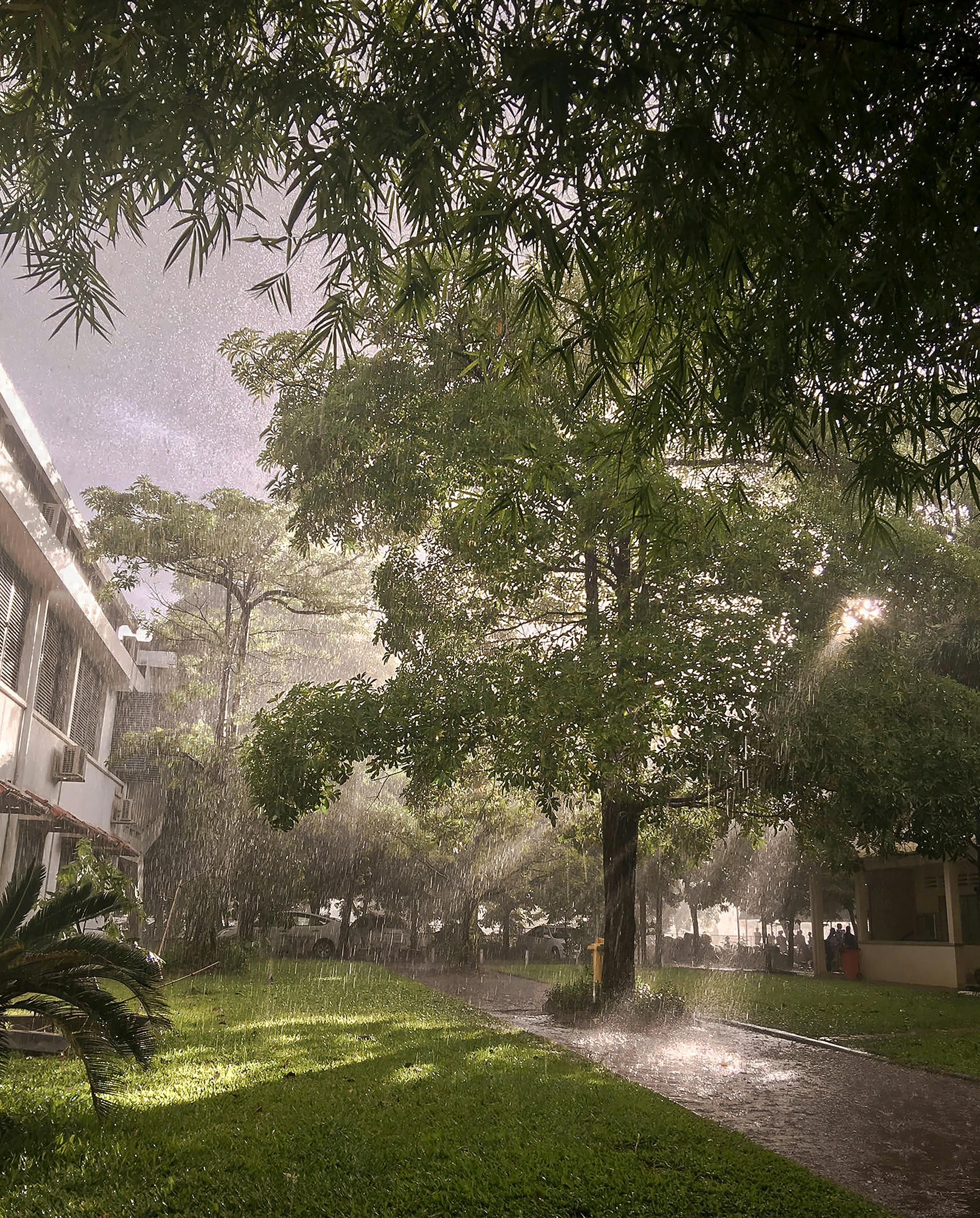 green trees on green grass field during daytime