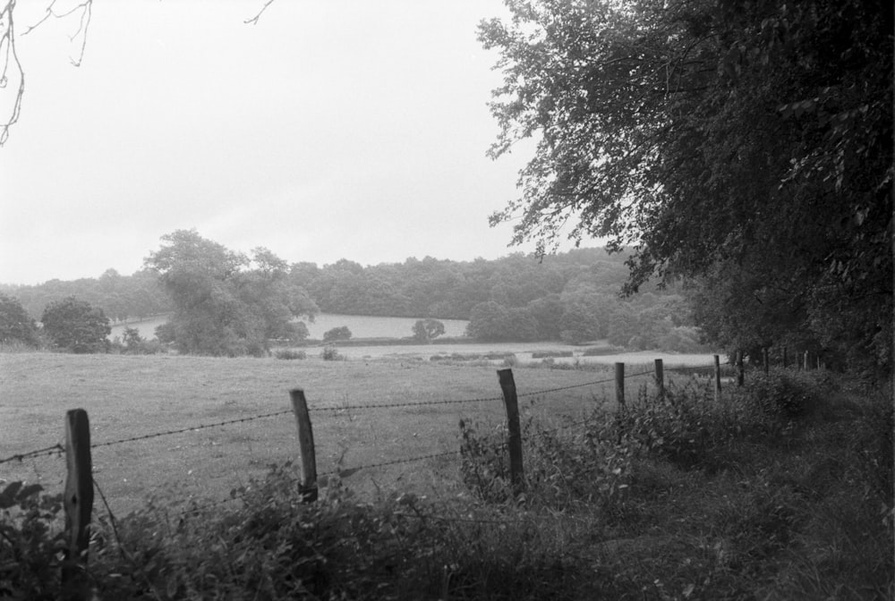 grayscale photo of trees and grass field
