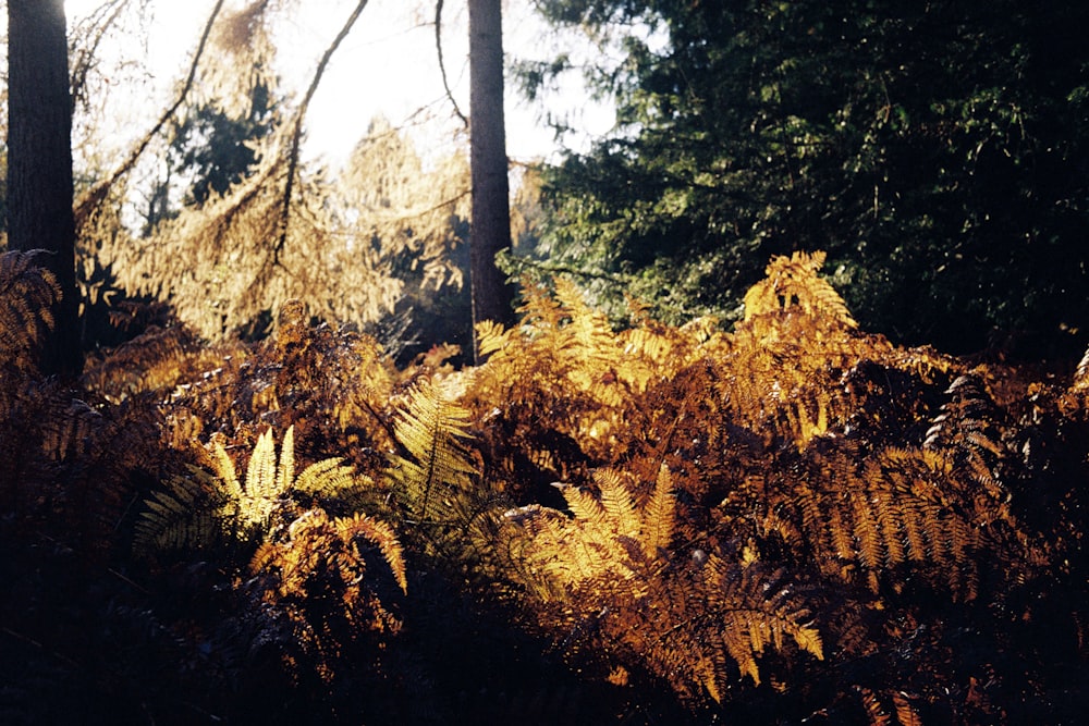 orange and green leaf trees