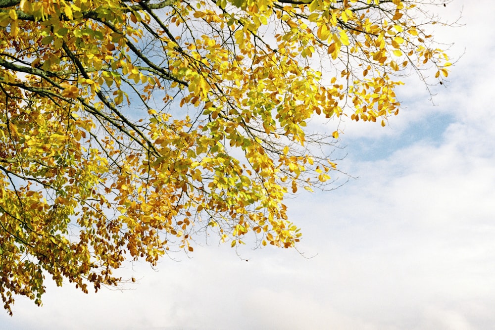 yellow leaves on tree during daytime