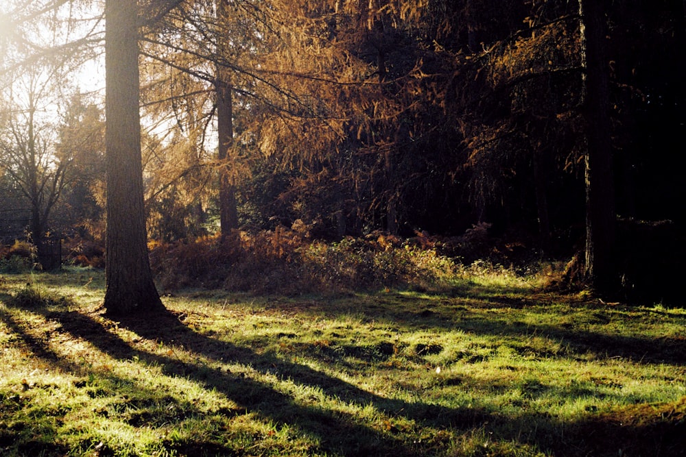 Arbres bruns sur un champ d’herbe verte pendant la journée