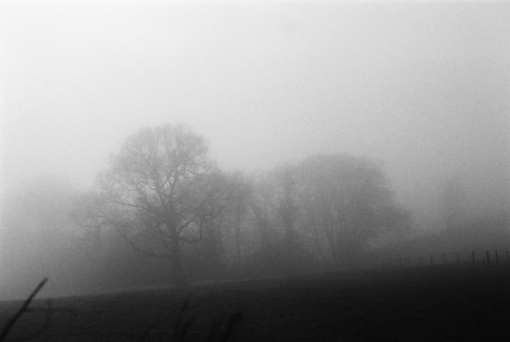bare tree on foggy weather