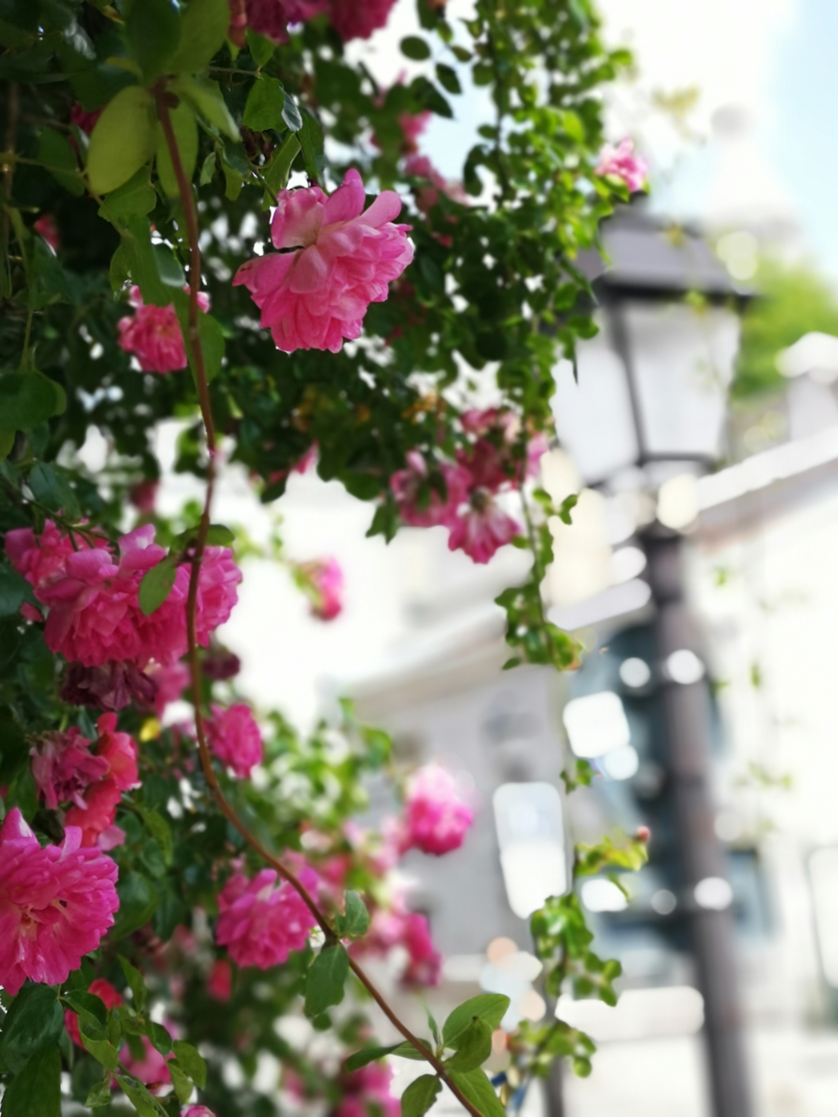 Photo by chantalgarnier