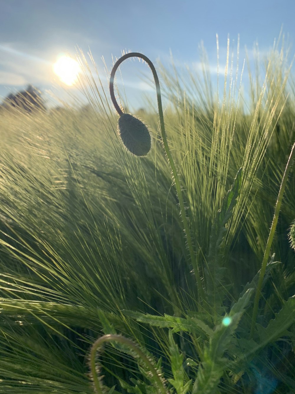 green grass field during daytime