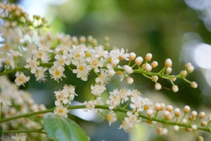 Personalized Flower Essence