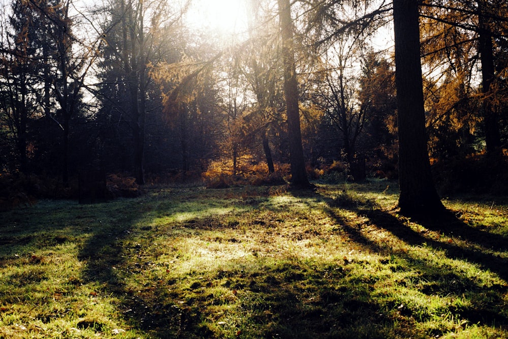 green grass field with trees