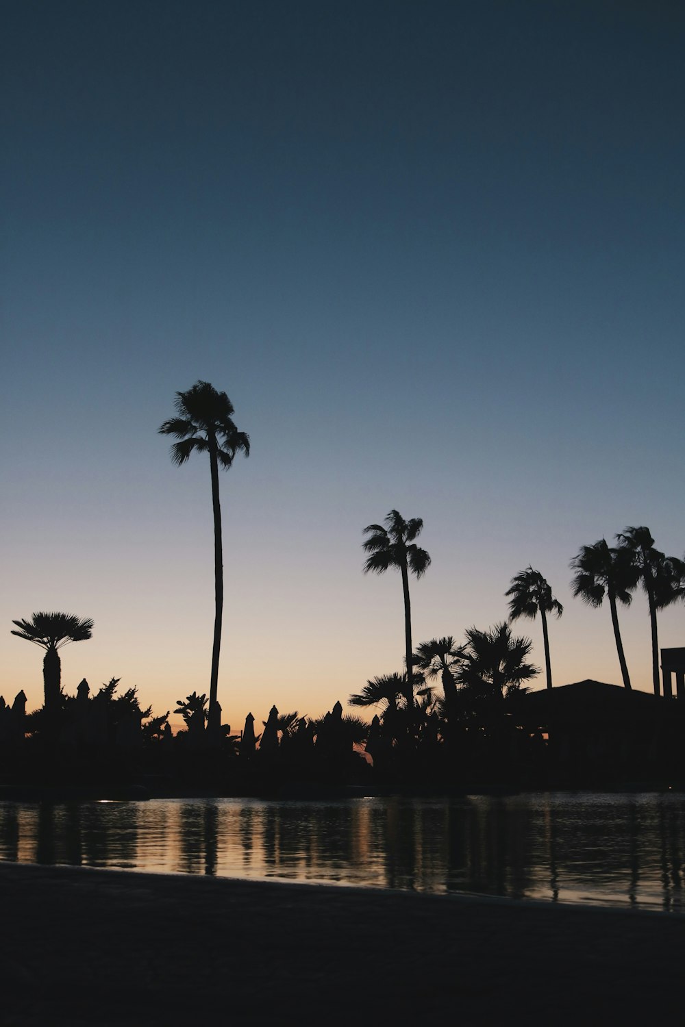 palm trees near body of water during sunset