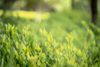 green grass field during daytime