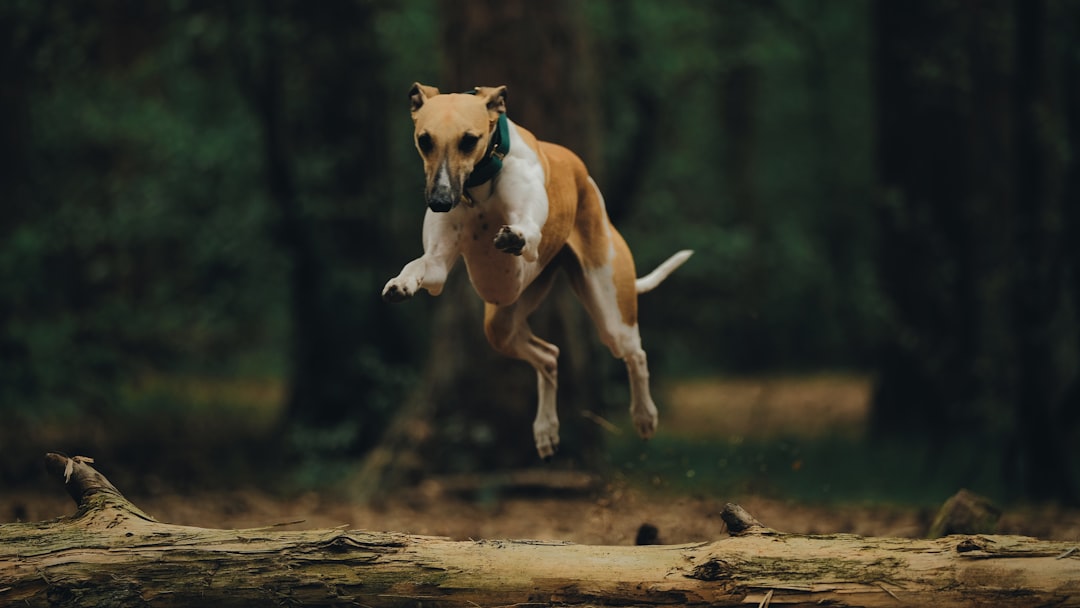 white and brown short coated dog running on brown wooden log during daytime