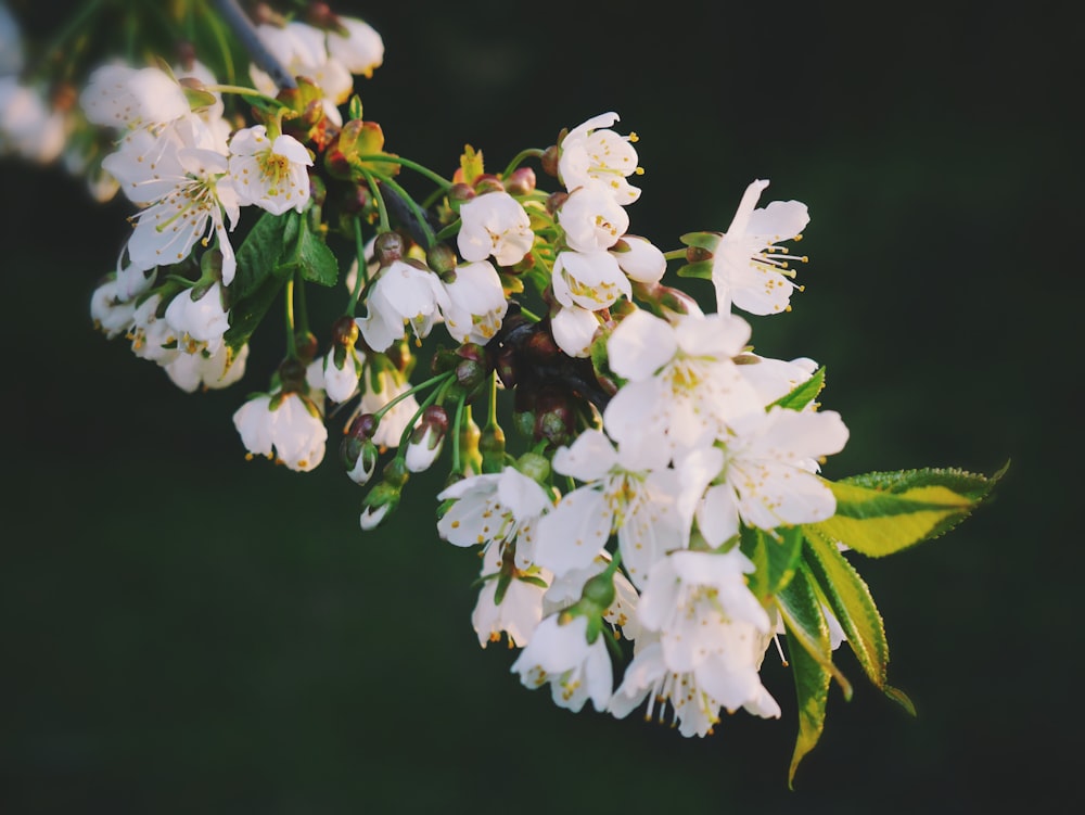 white flowers in tilt shift lens